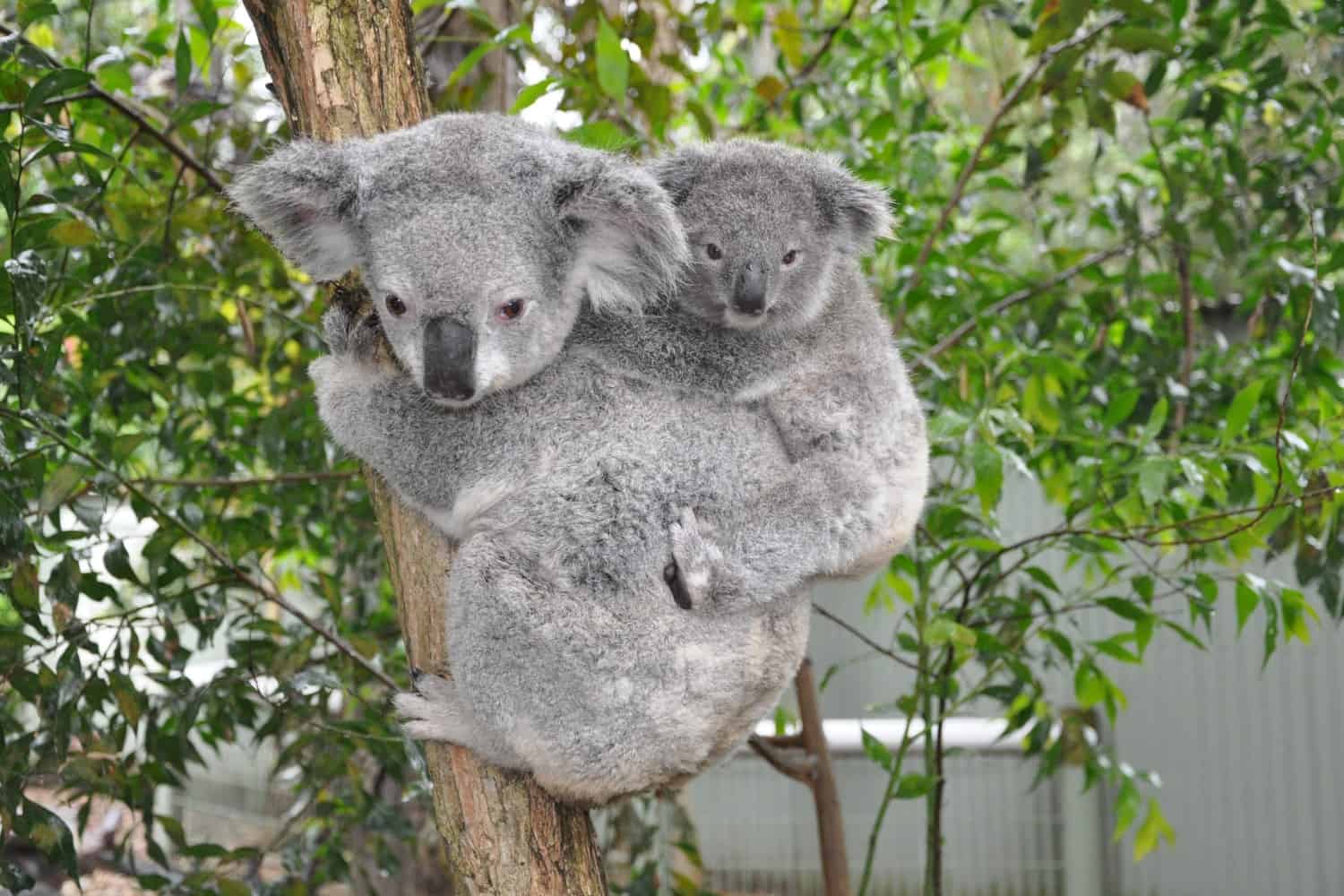 Sydney Zoo koalas wildlife