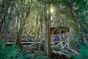 rainforest walkway hut