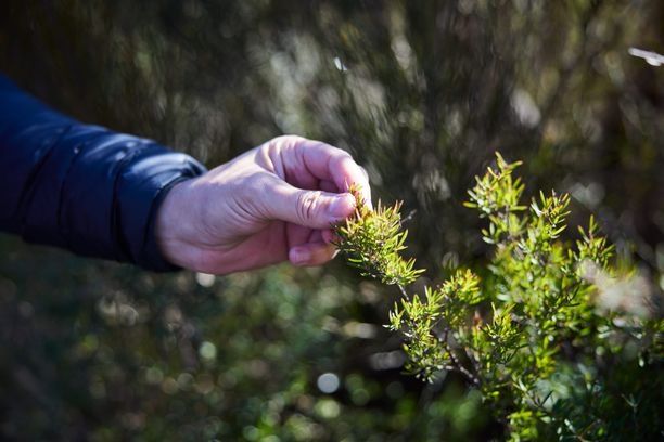 a small shrub captured by sunlight with a hand reaching out and touching the tip of the shrub